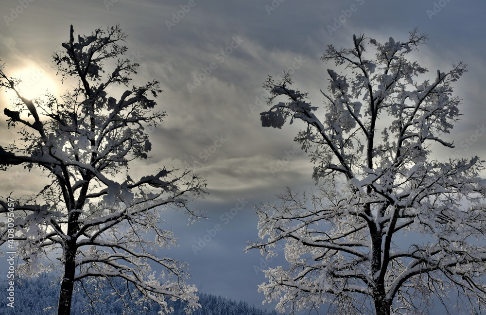 Verschneite Bäume vor einem Schwarzwaldpanorama in Freiburg Verschneite Bäume vor einem Schwarzwaldpanorama in Freiburg