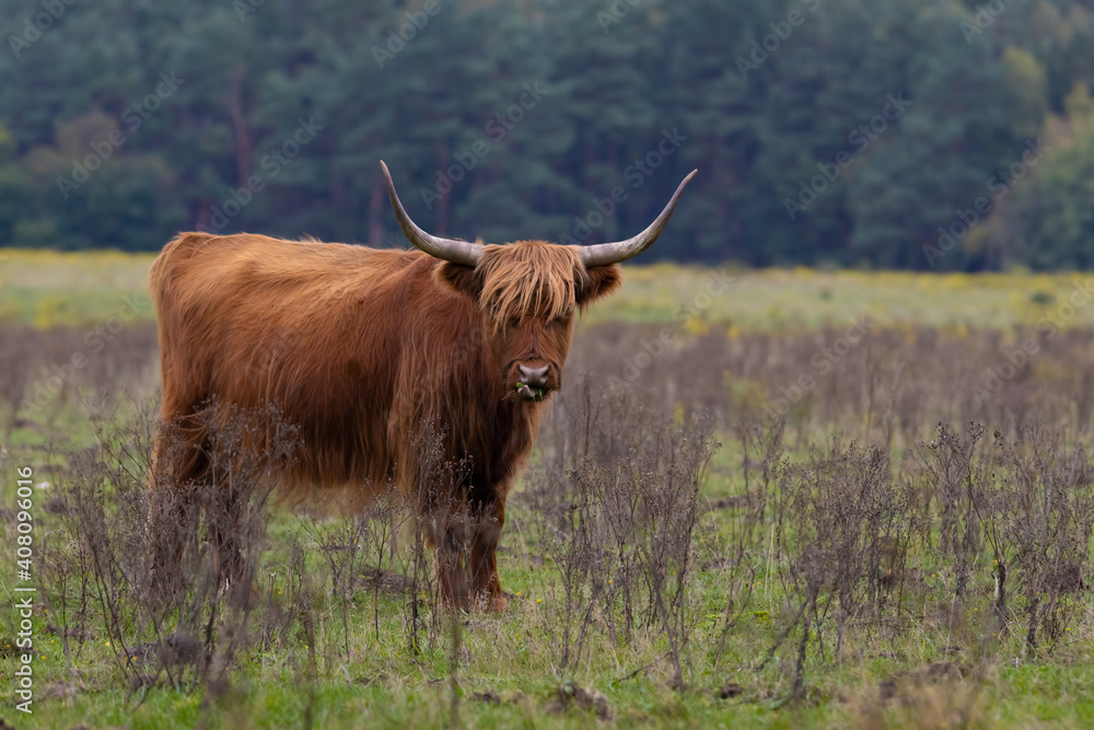 Highland cattle standing on the veluwe in the netherlands. Highland cattle standing on the veluwe in the netherlands.