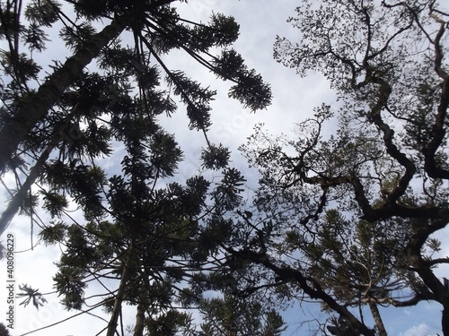 trees and sky