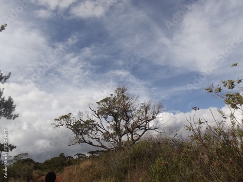 clouds and trees