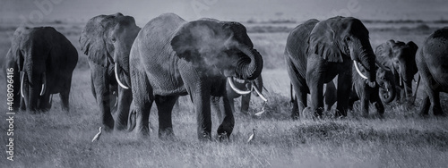 Herd of African elephants, one blows dust with his trunk (dust bathing), on dusty Amboseli plains. Dark monochrome black and white. Large animals with long ivory tusks in family group © Nicola.K.photos