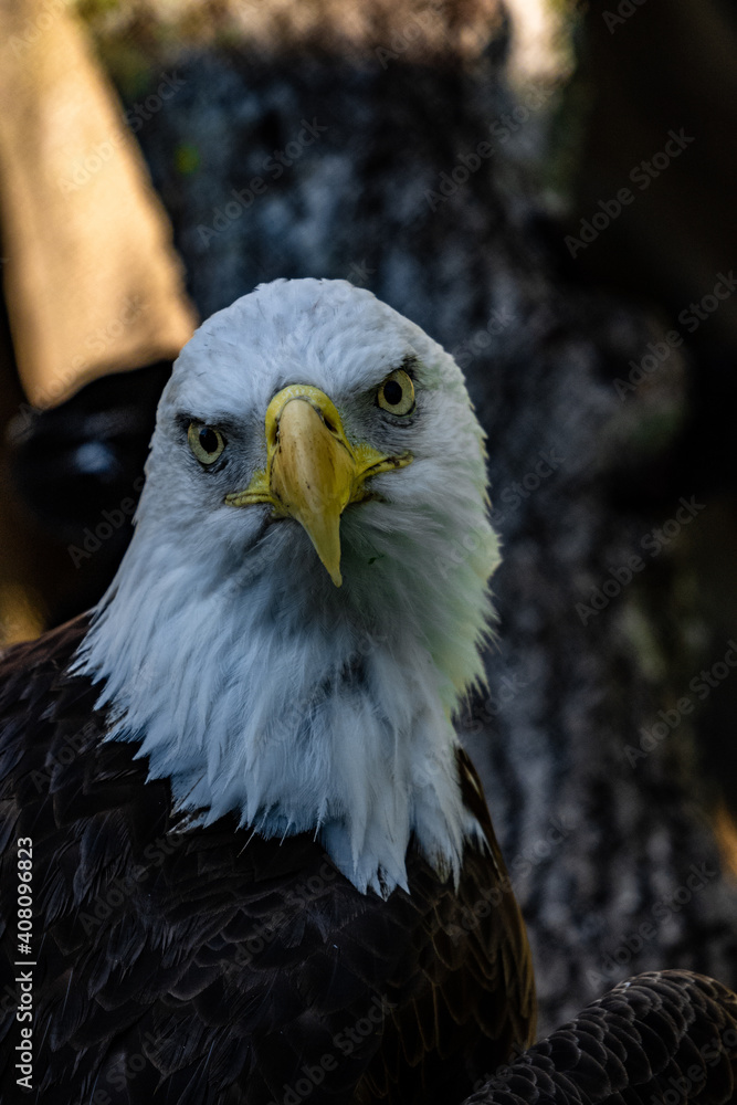 Obraz premium American Bald Eagle