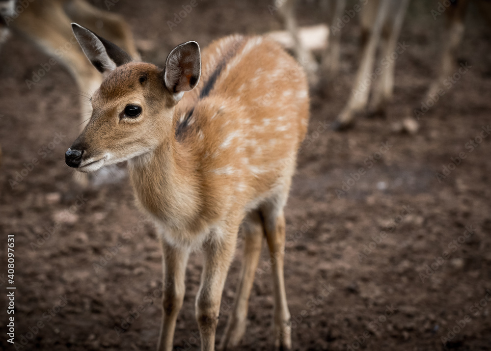 Deer in zoo Deer in zoo