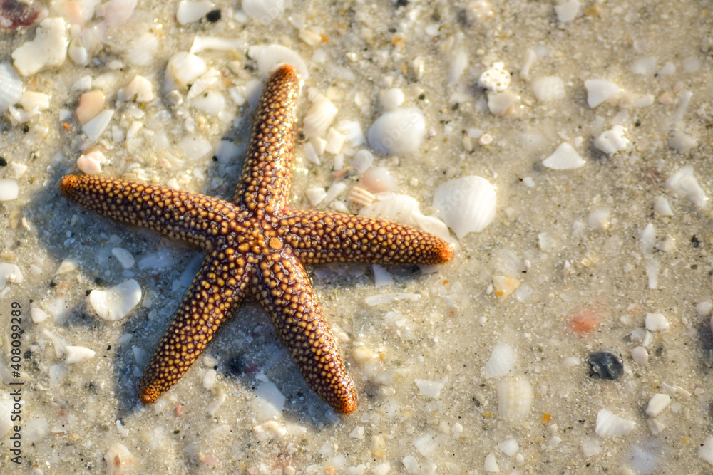 Closeup on starfish on beach sand Closeup on starfish on beach sand