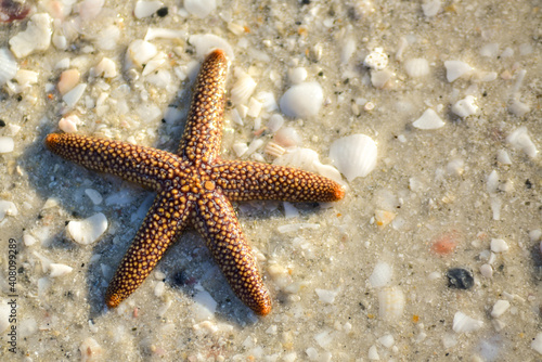 Closeup on starfish on beach sand