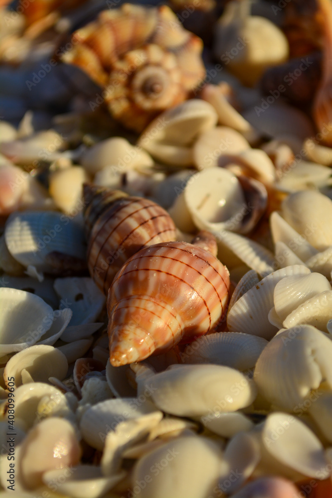 Closeup of shells on a beach Closeup of shells on a beach