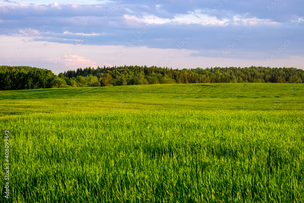 Fototapeta premium A wide field with green shoots of grain against the background of a summer blue sky with clouds
