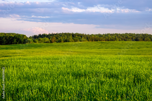 A wide field with green shoots of grain against the background of a summer blue sky with clouds