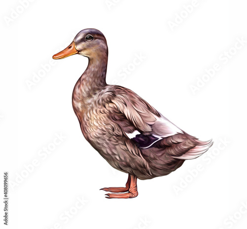 Fototapeta The duck (Anas platyrhynchos domesticus)