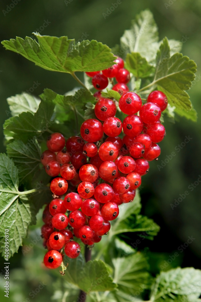 Beautiful ripe currants just before harvest. Beautiful ripe currants just before harvest.