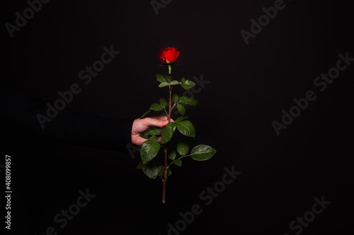 hand of a man holding a red rose on a black background