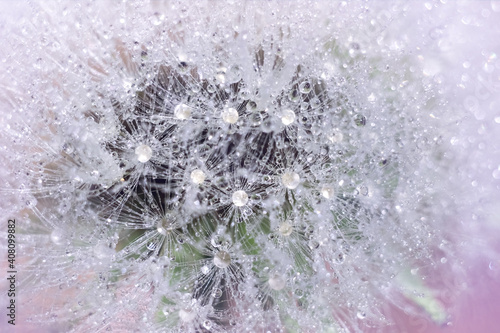 Fluffy airy white dandelion with water drops close-up macro. Plant texture in nature. Soft Focus.