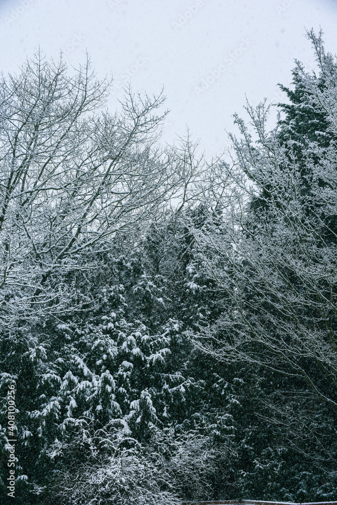 Heavy snow settles on tree branches on evergreen trees Heavy snow settles on tree branches on evergreen trees