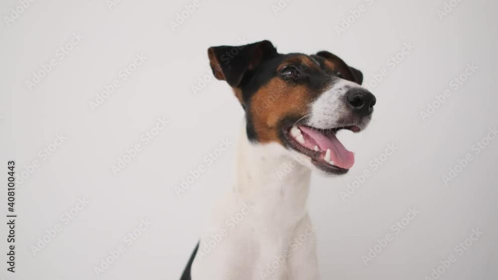 Portrait of fox terrier on white wall background Portrait of fox terrier on white wall background