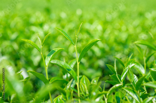 Close up of beautiful Green Tea Leaves in tea plantation
