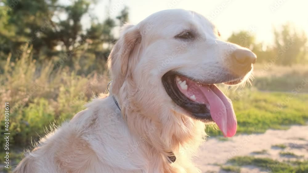 Golden retriever in sunlight on field road Golden retriever in sunlight on field road