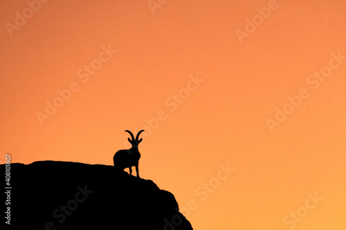 Silueta de cabra montés al atardecer - Torcal de Antequera