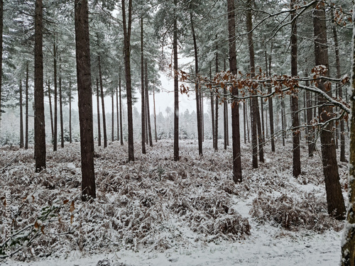 Fresh snow in the woods photo