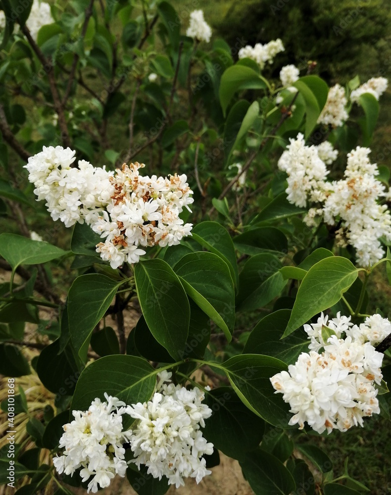 White flowers found during small walk around
Tomašica, Croatia - April 7th 2019 White flowers found during small walk around
Tomašica, Croatia - April 7th 2019