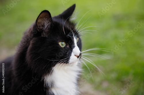 Black and white cat outdoor.