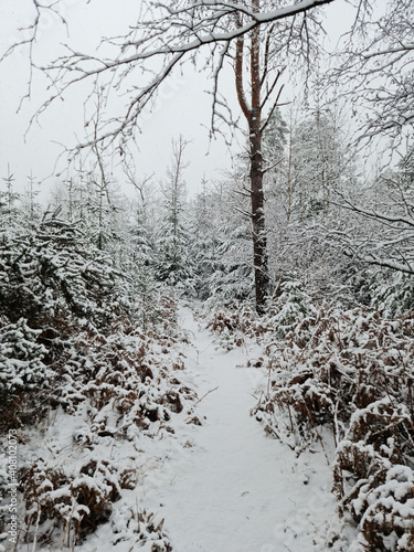 Fresh snow in the woods photo