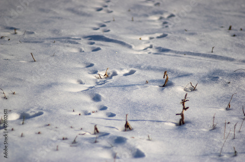 Animal tracks in the snow