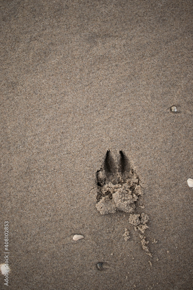 A dog's paw footprint at the beach (Kijkduin, The Hague, The Netherlands) A dog's paw footprint at the beach (Kijkduin, The Hague, The Netherlands)