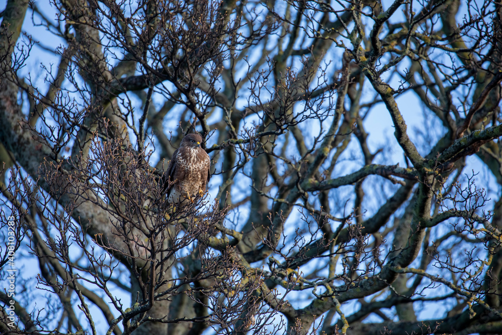 common buzzard, Buteo buteo, perched within a tree hunting during winter in Scotland.