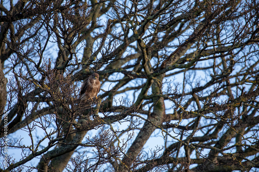 common buzzard, Buteo buteo, perched within a tree hunting during winter in Scotland.