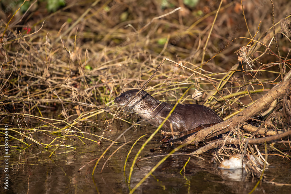 European otter, lutra lutra, hunting along a river during winter in Scotland.