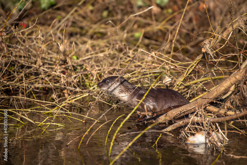 Obraz na płótnie European otter, lutra lutra, hunting along a river during winter in Scotland. w salonie