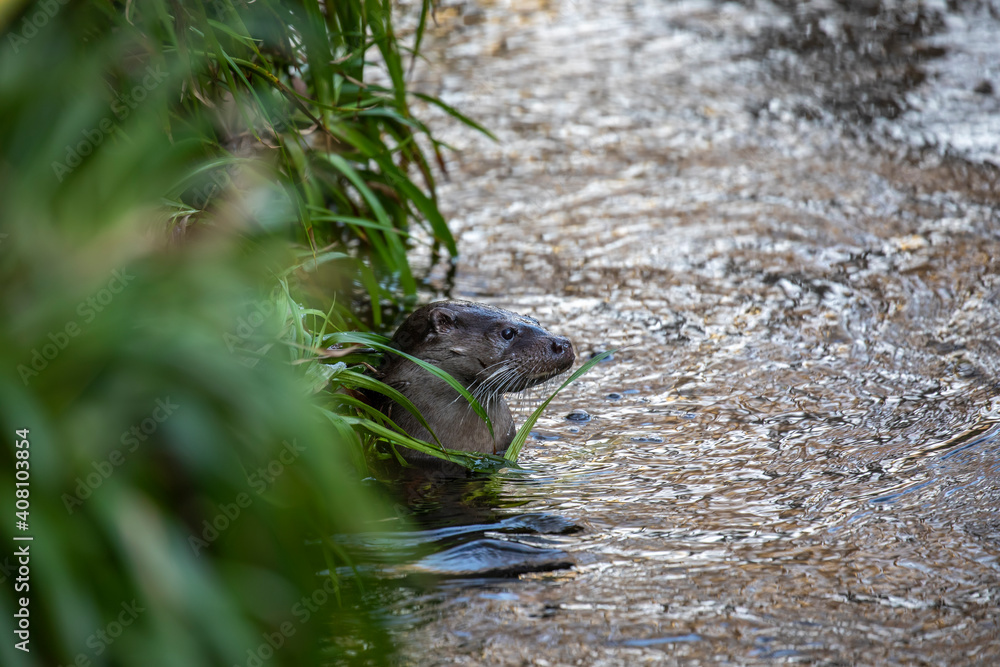 European otter, lutra lutra, close up of otter besides a river bank during winter in Scotland.