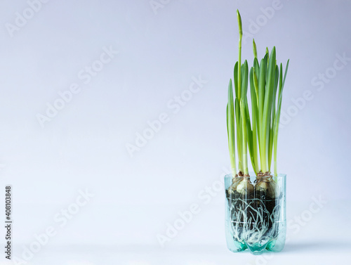 Tet-a-tet variety daffodils in recycled plastic bottle pot. Image with copy space