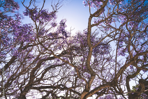 tree branches against blue sky