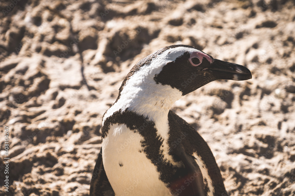Naklejka premium penguin on the beach