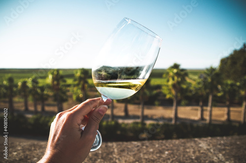 glass of white wine photo