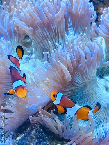 Obraz na płótnie fish in aquarium