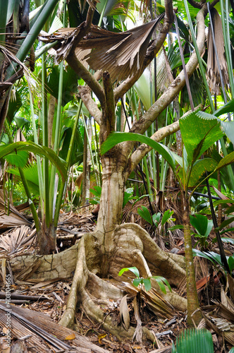 Wild Fig (Ficus insipida) roots in the tropical forest photo