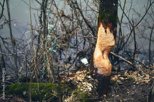 Beaver marks. the trees are cut down by a beaver.