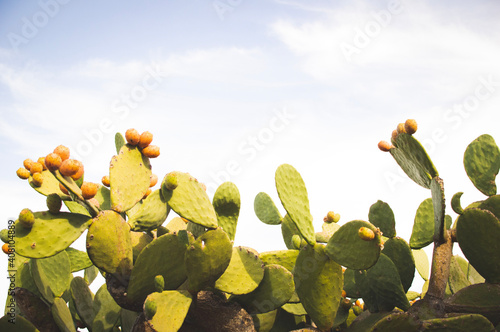 cactus in the heat of the day in southern italy