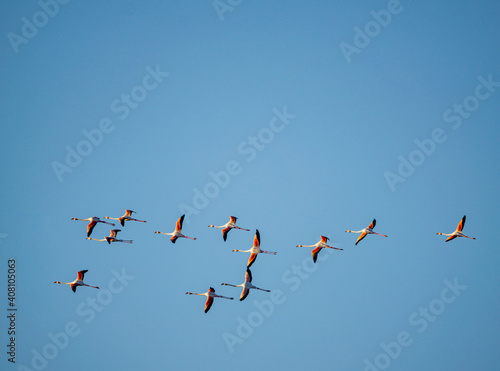 flamingoes flying above the Bay of Cadiz in southern Spain