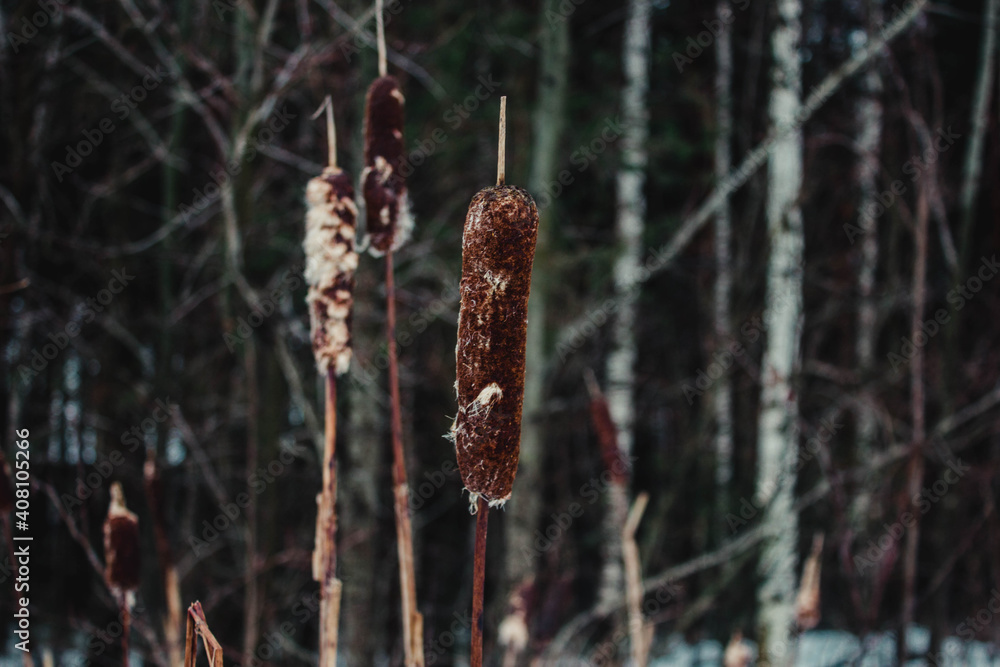 Fluffy cornea in winter, on a cold winter day.