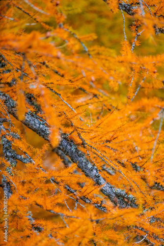 Blue Lake and the surroundings area during the fall and changing of the colors. Foliage, reflection and snowy peaks. photo