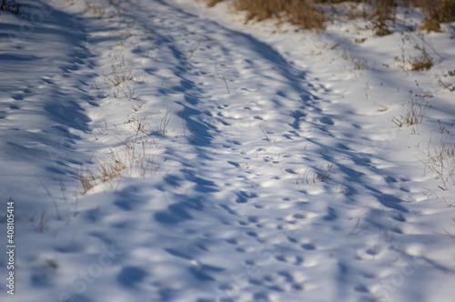 Snow-covered dirt road in the forest