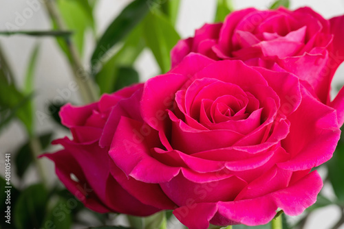 pink roses in the garden