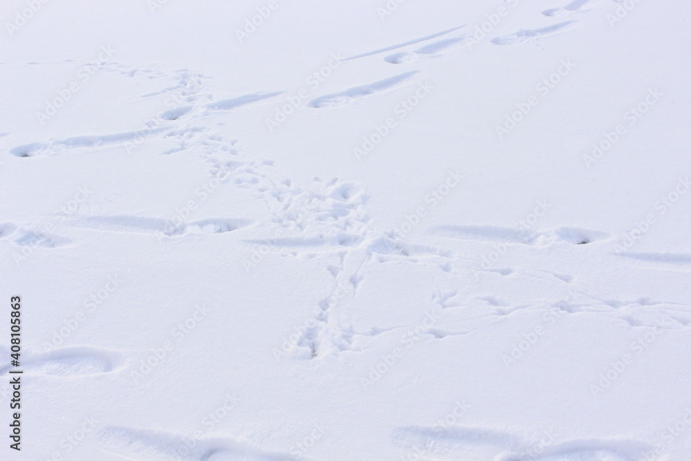 People, birds and animals left footprints in the first snow People, birds and animals left footprints in the first snow