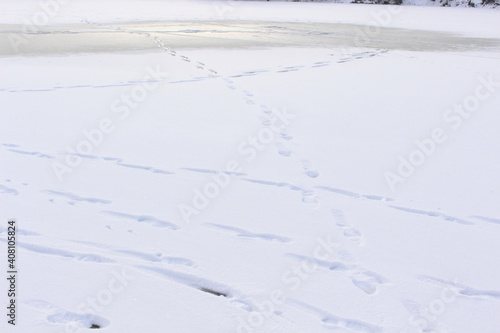 People, birds and animals left footprints in the first snow