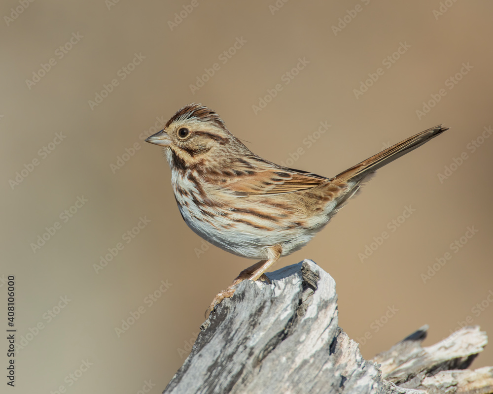 Song Sparrow Song Sparrow