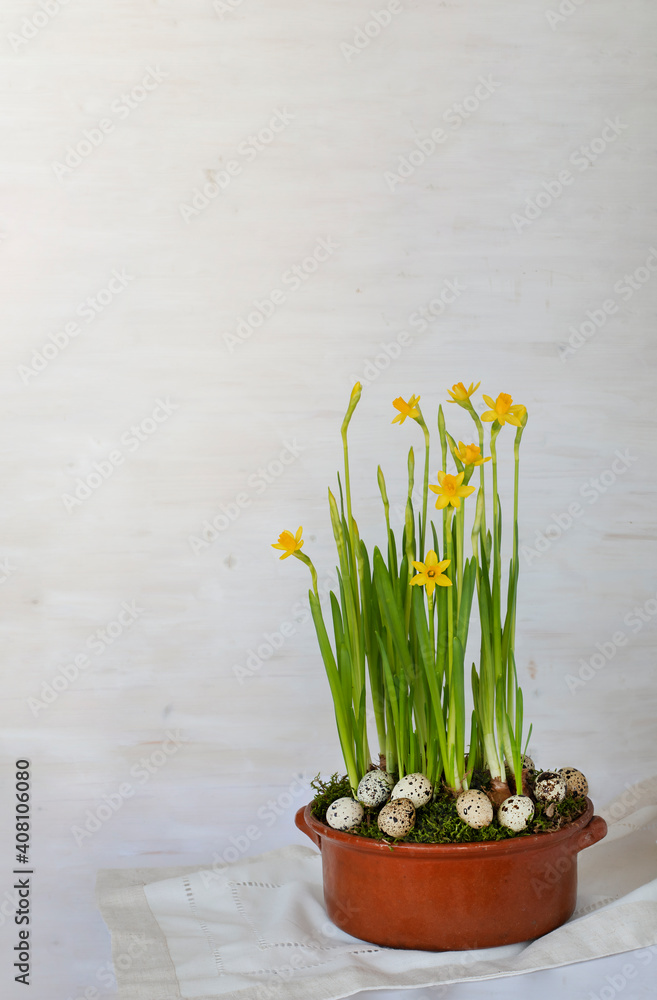 Tet-a-tet variety daffodils in old pot with quail eggs. Easter concept vertical image with copy space