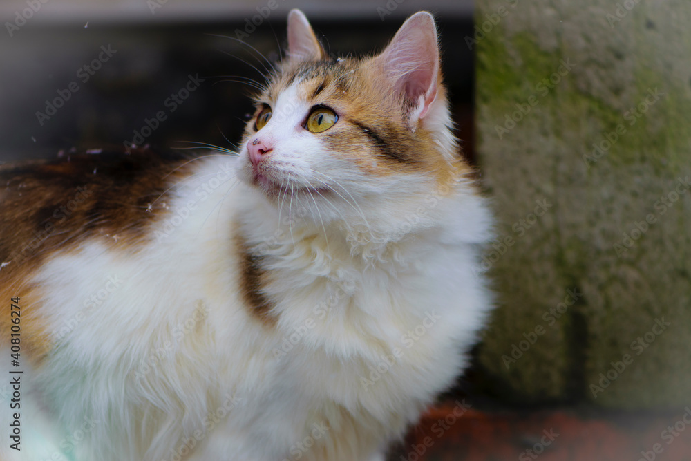 Fluffy tricolor cat with white breast on the street. a motley gorgeous cat sits and rests, looks into the distance with yellow eyes. on the street against the wall, close-up. domestic animal Fluffy tricolor cat with white breast on the street. a motley gorgeous cat sits and rests, looks into the distance with yellow eyes. on the street against the wall, close-up. domestic animal